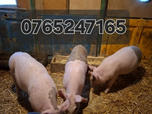 Purcele de Reproductie  - imagine 2