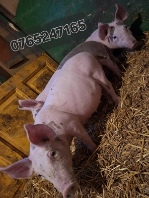 Purcele de Reproductie  - imagine 4