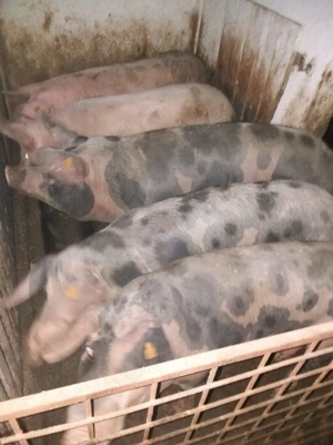 Vând porci Crăciun