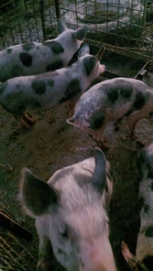 Porci de vânzare  - imagine 4