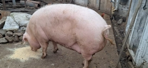 Scroafa f1 ( marele alb x landrace )  - imagine 3