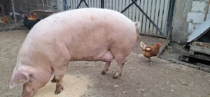 Scroafa f1 ( marele alb x landrace )  - imagine 2