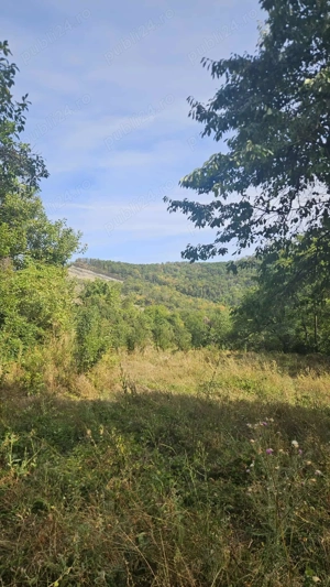 Pădure și fâneață de vanzare.Detalii   - imagine 3