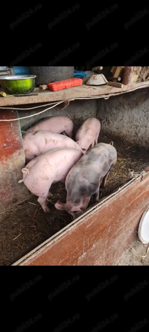 Porci rasa Pietrain de vânzare  - imagine 2