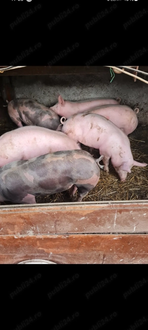 Purcei rasa Pietrain de vânzare 