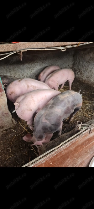 Porci rasa Pietrain de vânzare  - imagine 4