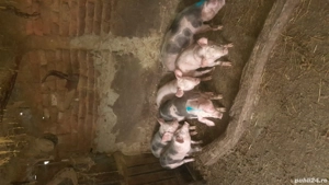 De vânzare purcei și porci mari 