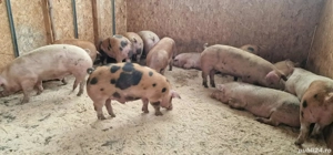 vand porci numai de carne  - imagine 2