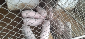 Purcei de rasa Marele alb - imagine 2