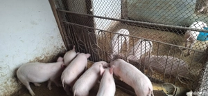 Purcei de rasa Marele alb - imagine 3