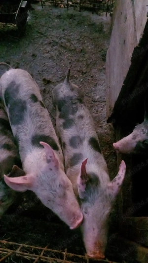 Purcei de vanzare - imagine 2