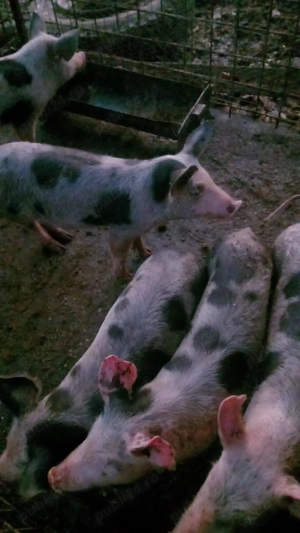 Purcei de vanzare - imagine 4