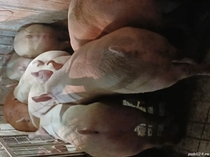 porci de carne  - imagine 2