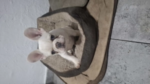 De vanzare buldogi francezi 3 luni baietei super frumosi  - imagine 2