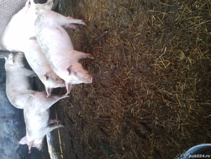 porci de tăiat și soldani  - imagine 5