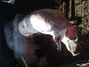 porci de tăiat și soldani  - imagine 4