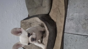 De vanzare buldogi francezi 3 luni baietei super frumosi  - imagine 5