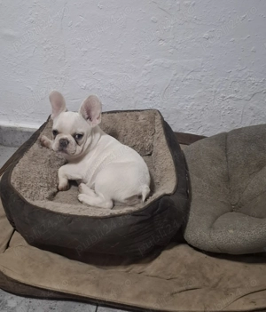 De vanzare buldogi francezi 3 luni baietei super frumosi 