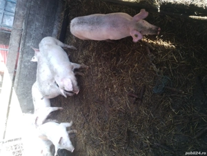 porci de tăiat și soldani  - imagine 2