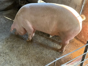 Porc de vânzare  - imagine 3
