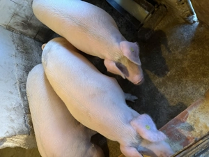 Porc de vânzare  - imagine 2