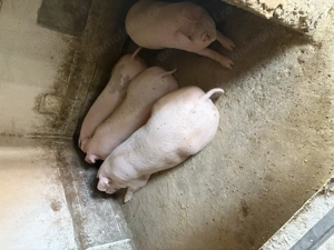 Porc de vânzare  - imagine 4