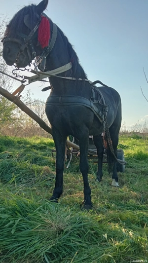 vand armasar de 6 ani  - imagine 4