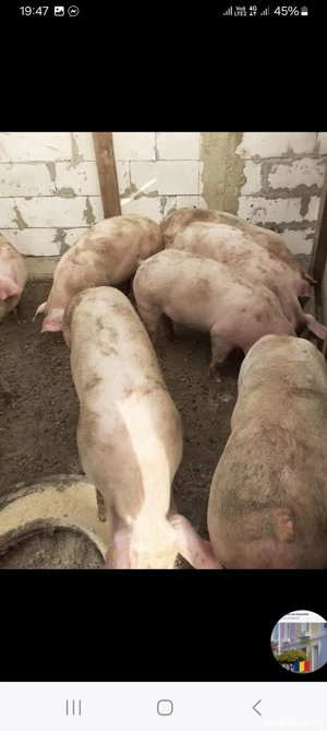 Vând porci de carne  - imagine 3