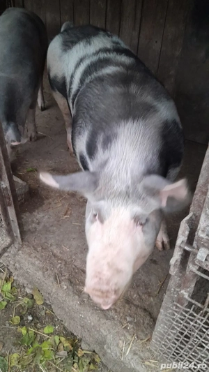 porc de vânzare 