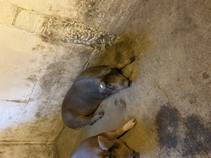 Porc de vânzare  - imagine 2