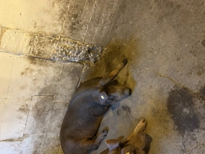 Porc de vânzare  - imagine 3