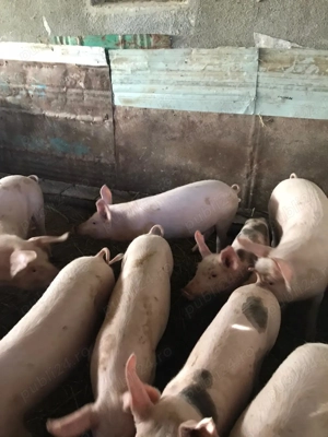 Vând suldei 40 50 kg - imagine 2