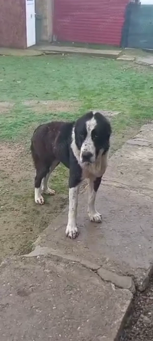 Femela asia centrala!!!