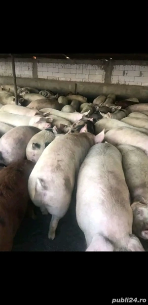 Vând porci de carne  - imagine 2