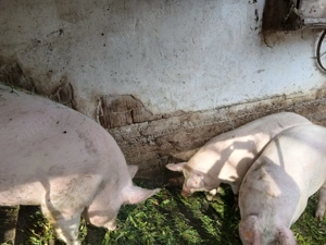 Porci de vanzare - imagine 2