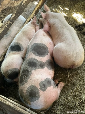 Porci intre 130-170 de vanzare 