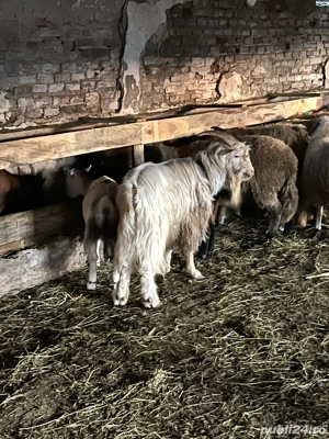 Vand capre  - imagine 2