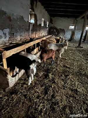 Vand capre  - imagine 4