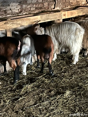 Vand capre  - imagine 3