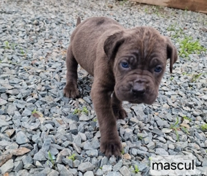 vând pui cane corso