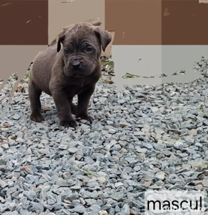 vând pui cane corso - imagine 2