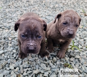 vând pui cane corso - imagine 3