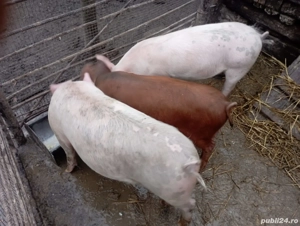 Vand porci  - imagine 2