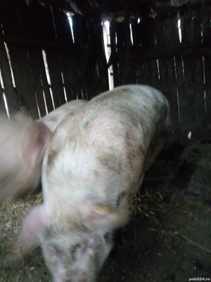 Vând un porc din doi  - imagine 2