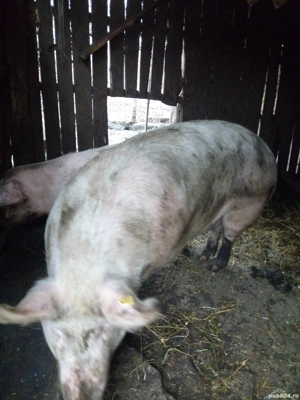 Vând un porc din doi  - imagine 3