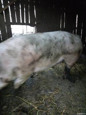 Vând un porc din doi  - imagine 4