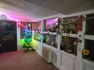 Cazare revelion , cabana , vila , capacitate 14 persoane 