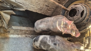 Porci peste 200 kg dar si 120 kg