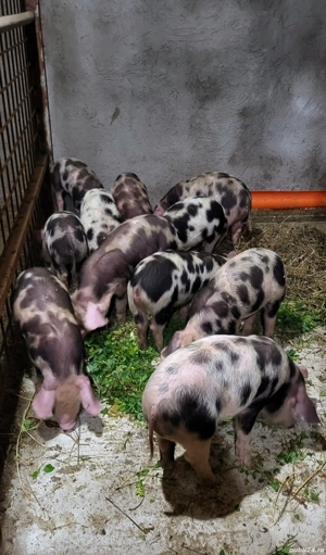 Purcei pietrain  - imagine 2