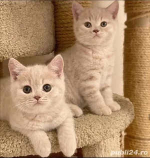 British Shorthair Crem
